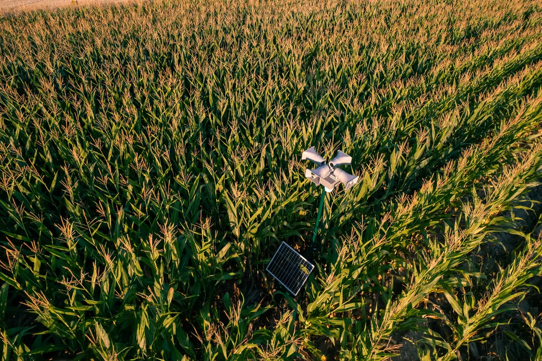 Field Guard aus der Luft zwischen Feldern