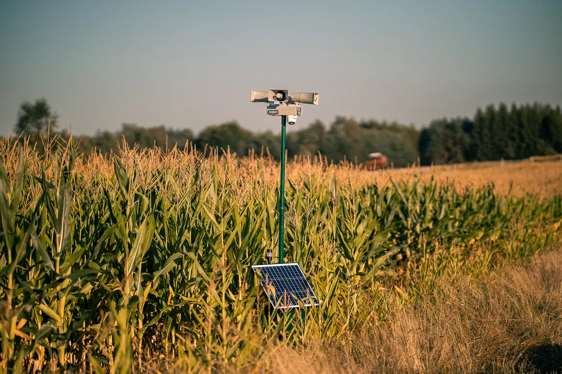 Field Guard am Maisfeld